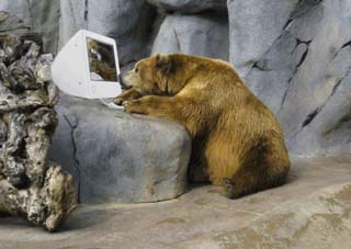 website monitor bear